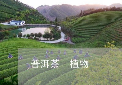 普洱茶 植物/2023042857043